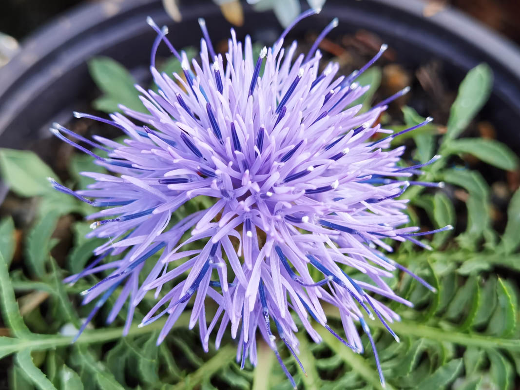 Carduncellus mitissimus 6